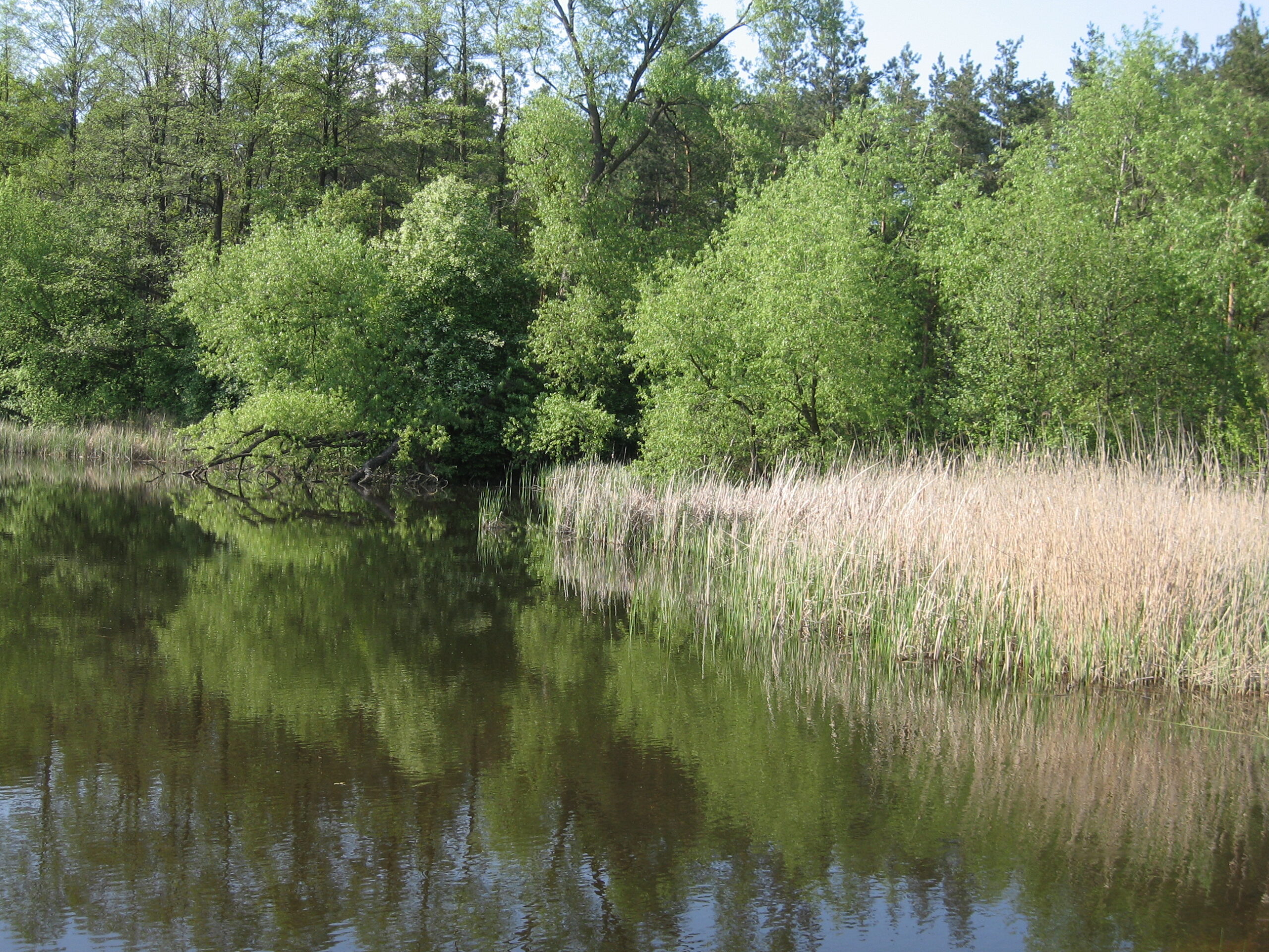 brzeg zbiornika wodnego zlokalizowanego przy szlaku turystycznym na Lubelszczyźnie. W tle nieduże drzewa, odbijają się w wodzie