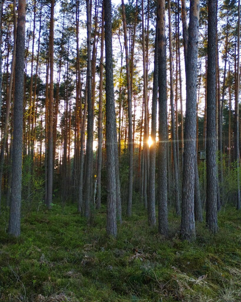 Zachód słońca w sosnowym lesie. Przenikają promienie słoneczne.