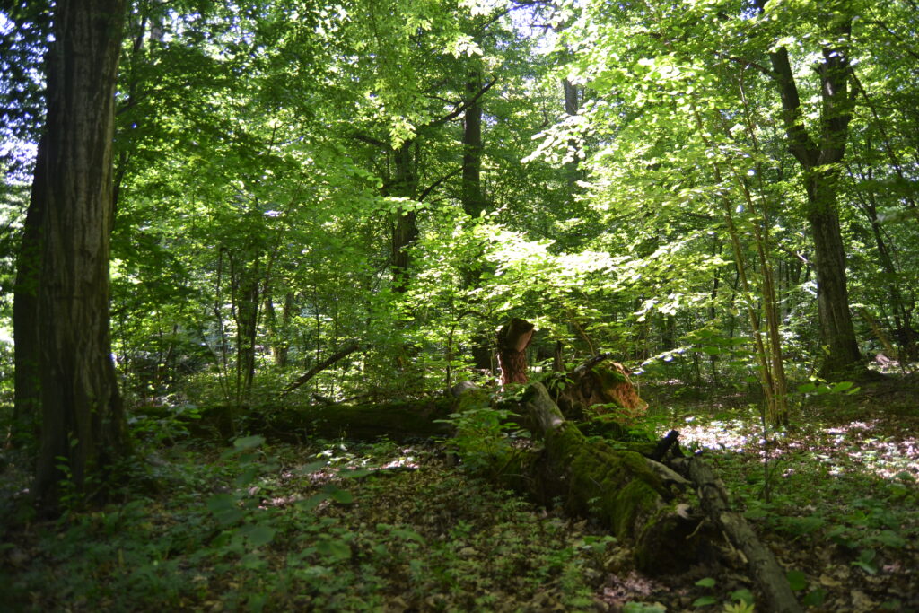 Gęsty liściasty las, na środku kadru omszony pień powalonego drzewa