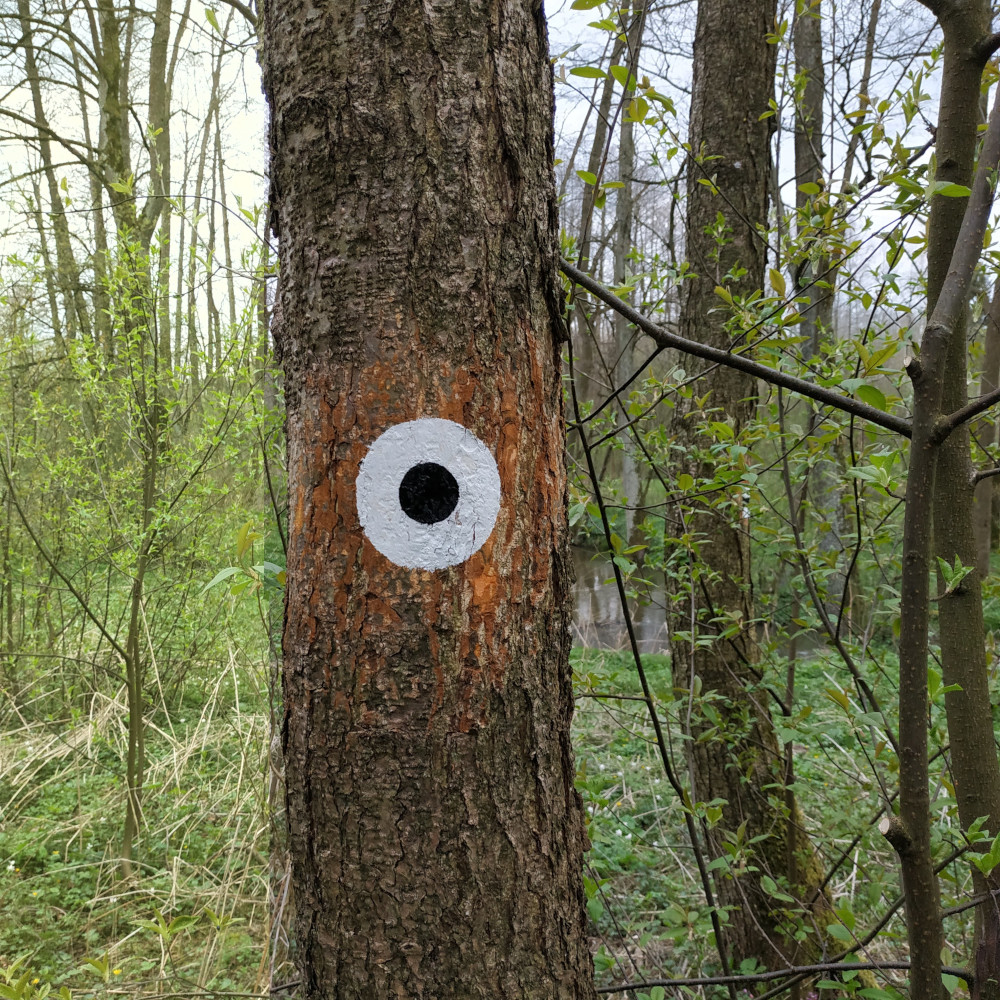 Namalowany na drzewie znak szlaku pieszego. Czarne kółko z białą otoczką.