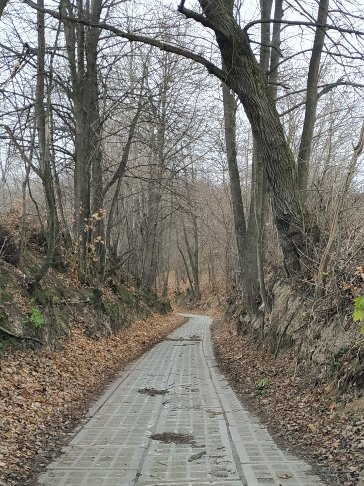 Niewysoki wąwóz. Widoczne piaszczyste ściany i drzewa na zboczach.